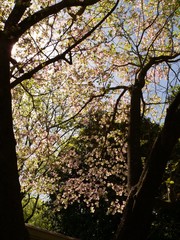 Obraz premium spring trees