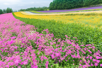 北海道富良野の縞模様のうねった花畑