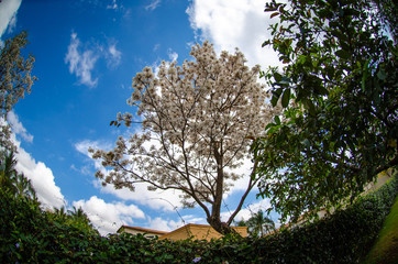 Flores na árvore de Ipê Branco
