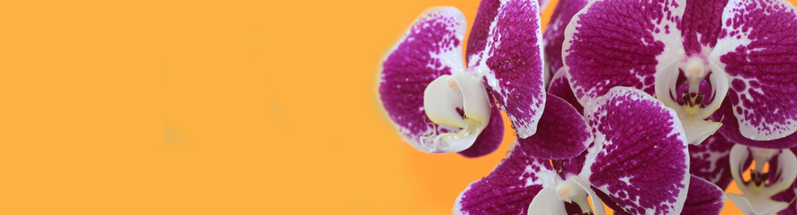 pink Orchid flowers on bright yellow background