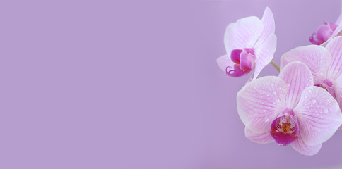 Fototapeta na wymiar pink Orchid on a purple background