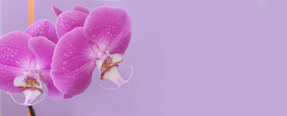 pink Orchid on a purple background
