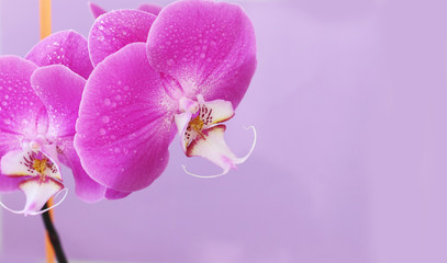 pink Orchid on a purple background