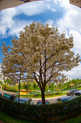 Fototapeta na wymiar Flores na árvore de Ipê Branco