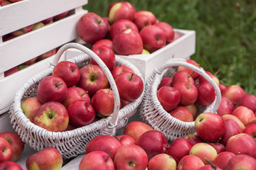 Natural background with red apples in white boxes and baskets in orchard. Picking apples in autumn. Garden.