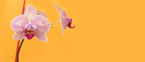 pink Orchid flowers on bright yellow background