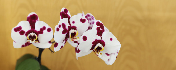 spotted Orchid flowers on wooden background