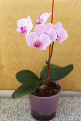 pink Orchid flowers on wooden background
