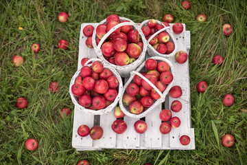 Natural background with red apples in white boxes and baskets in orchard. Picking apples in autumn. Garden.