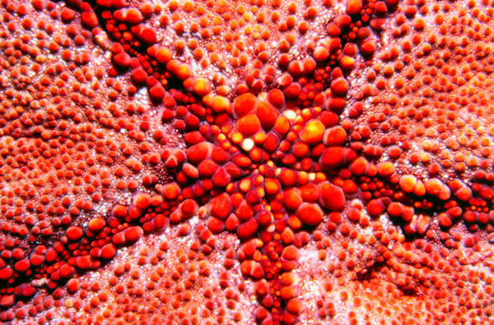 Macro view of pillow star Starfish are among the most familiar of marine animals and possess a number of widely known characteristics, such as regeneration and feeding on mussels. Starfish possess a wide diversity of body forms and feeding methods. Broadly speaking, starfish are opportunistic feeders, with several species having specialized feeding behavior, including suspension feeding and specialized predation on specific prey.

Digitally Enhanced