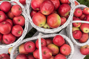 Natural background with red apples in white boxes and baskets in orchard. Picking apples in autumn....