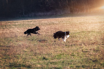 Border collies playing in the grass field