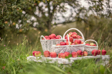 Fototapeta na wymiar Natural background with red apples in white boxes and baskets in orchard. Picking apples in autumn. Garden.