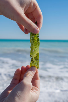 Alga marina