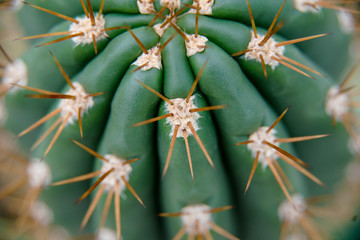 Cactus Family, close-up barrel cactus. thorn cactus texture background, close up