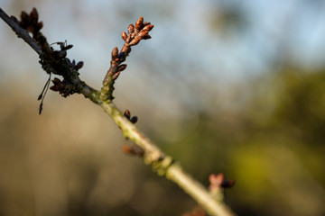 Frühling