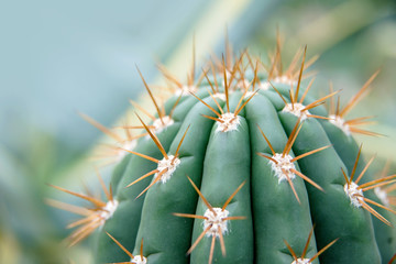 Cactus Family, close-up barrel cactus. thorn cactus texture background, close up