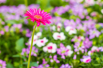Obraz premium Beautiful pink hybrid Gerbera or Barberton daisy flowers (Gerbera jamesonii hybrida) on the flowerbed. Gerbera jamesonii, also known as Barberton daisy, Transvaal daisy, Barbertonse madeliefie.