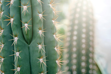 Cactus Family, close-up barrel cactus. thorn cactus texture background, close up