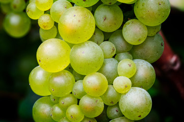 bunch of green grapes