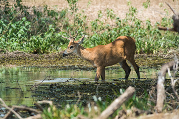 Marsh deer, pantanal Brazil