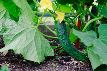 Growing long cucumbers in a kitchen garden. Cucumber blossom