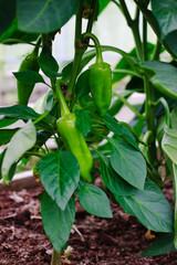 Growing bell peppers in a greenhouse. Gardening