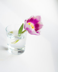 Tulip in a glass of water