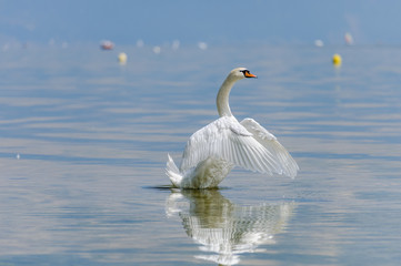 A beautiful white swan spreads its wings and comes up out of the water.