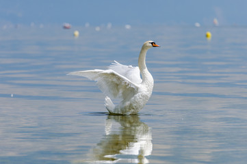 A beautiful white swan spreads its wings and comes up out of the water.