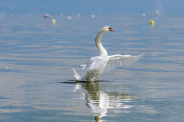 Obraz premium A beautiful white swan spreads its wings and comes up out of the water.