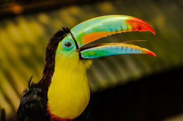 A portrait  of  a beautiful colored Rainbow Toucan
