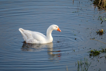 Beautiful domestic goose swims In a ditch.