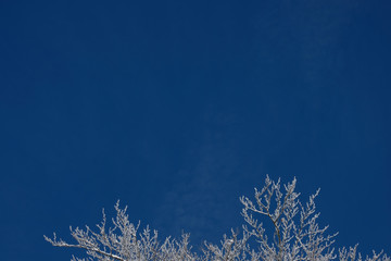 Winter  background. Snow on the tree with sky background.