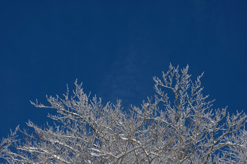 Winter  background. Snow on the tree with sky background.