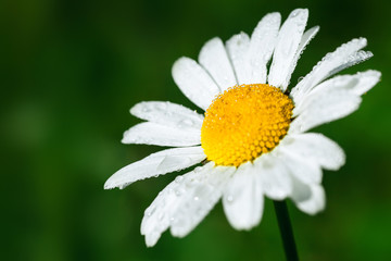 White and yellow close up chamomile flower under sunlight in spring morning dew on the summer green outfocused background. Place for text.