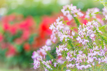 Pink Cleome hassleriana flower on the flowerbed in the garden. Species of Cleome are commonly known as spider flowers, spider plants, spider weeds, or bee plants.