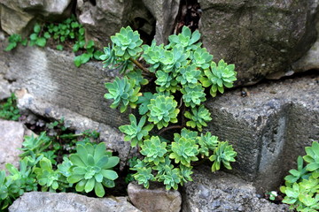 Sedum or Stonecrop perennial leaf succulent with water-storing leaves plants growing as decorative plant in local garden surrounded with stones and wet soil on rainy autumn day