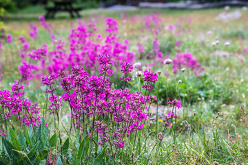 nordic pink meadow flower