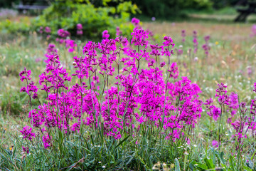Obraz premium nordic pink meadow flower