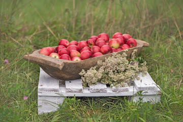 Red apples on a wooden bowl and yarrow flowers. Natural background.