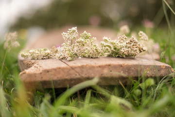White yarrow flowers on wooden bowl. Natural background. Selective focus.
