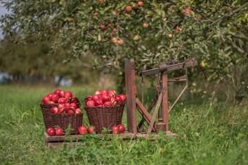 Fototapeta na wymiar Old, big scales for weighing of red apples in orchard. 