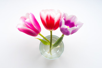 Tulips in a glass on a white background