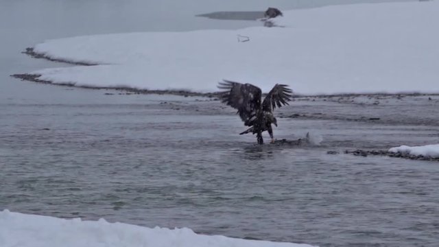 Salmon Fishing on the Chilkat - An immature bald eagle jumps and drags a spawning chum salmon from the river to shore in a snowfall. Chilkat River, Haines, Alaska.
