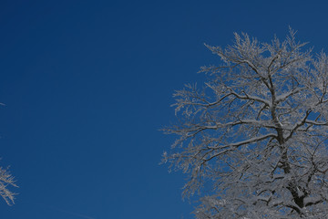 Winter  background. Snow on the tree with sky background.