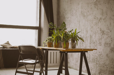 interior with gray walls in the loft style; in the hall there is a wooden table; on the table are pots with green plants; there is a black chair (warm toned)