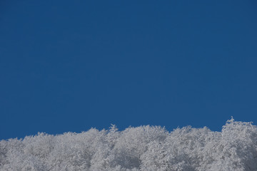 Winter  background. Snow on the tree with sky background.