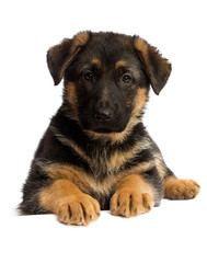 shepherd puppy isolated