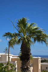 Fototapeta na wymiar Palm at blue sky background